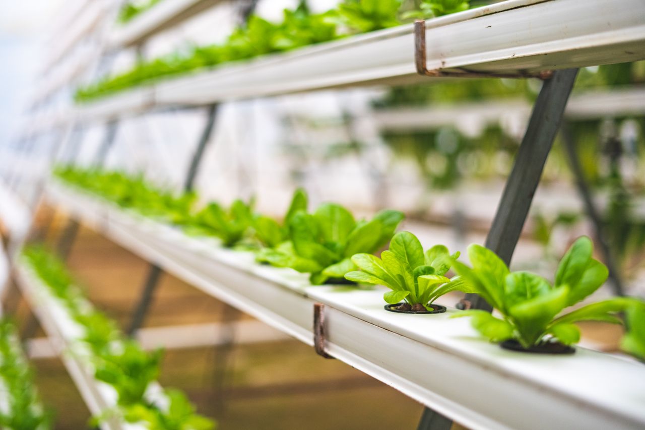 Close-up of hydroponic lettuce plants growing in a greenhouse setting in India.